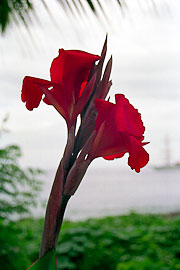 Picture 'Eq1_19_20 Amaryllis, Galapagos, Espanola, Gardner Bay'